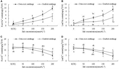 Rootstock Alleviates Salt Stress in Grafted Mulberry Seedlings: Physiological and PSII Function Responses